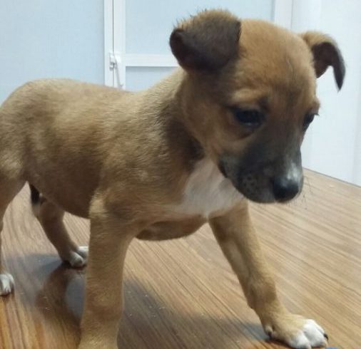 Nala adoptée le 13.05.17 Nala adoptée le 13.05.17
