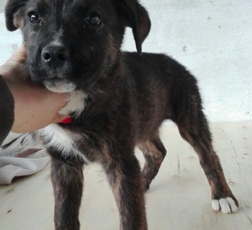Theo adopté le 13.05.17