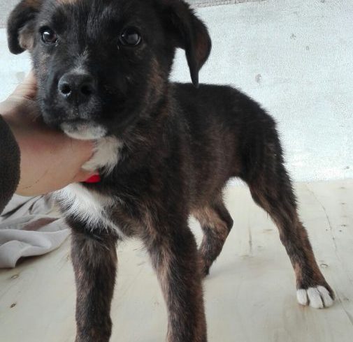 Theo adopté le 13.05.17 Theo adopté le 13.05.17