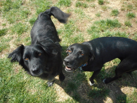 DALI en famille d'accueil depuis le 7 juillet dans le