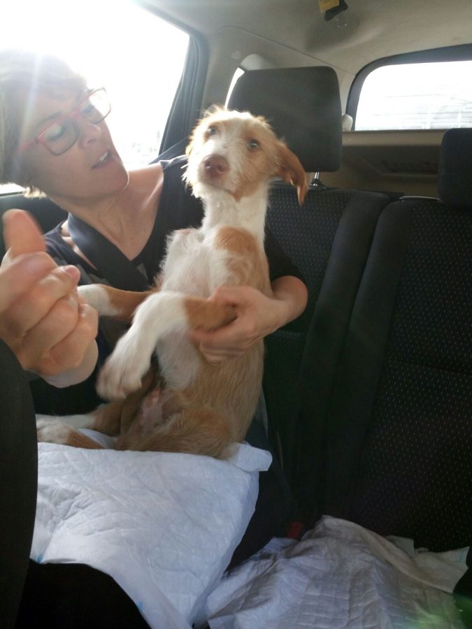 VOYAGE DU SAMEDI 13 MAI ARRIVEE DES CHIENS D'ESPAGNE