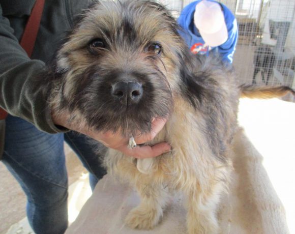 Coral adoptée le 13.05.17
