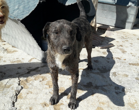Max adopté 13.05.2017