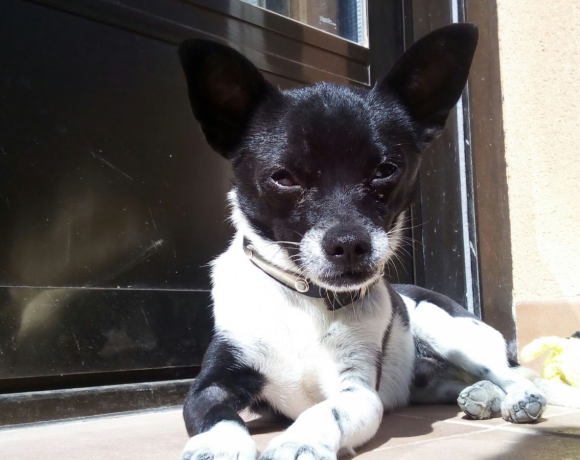 Milky-Mickey adopté le 13.05.17