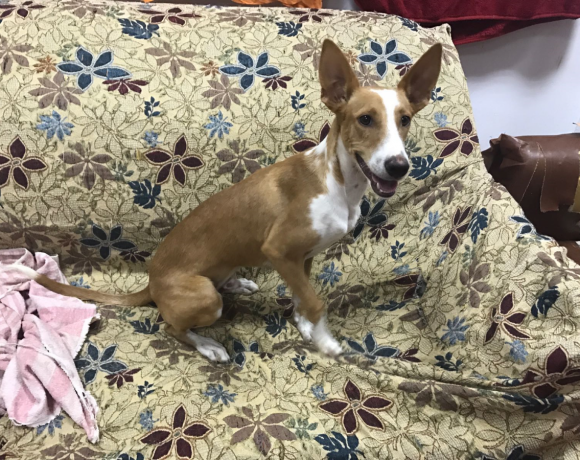 Tobi adopté 16.02.19