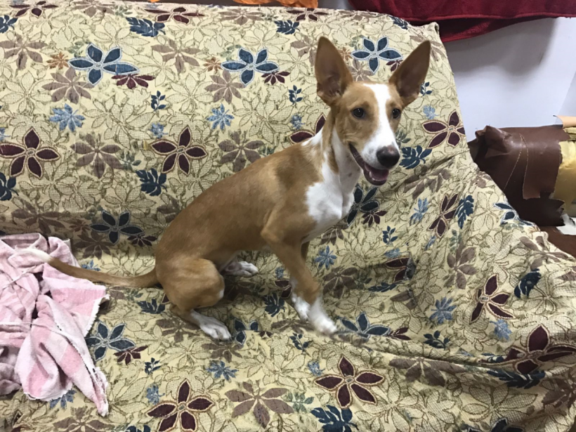 Tobi adopté 16.02.19