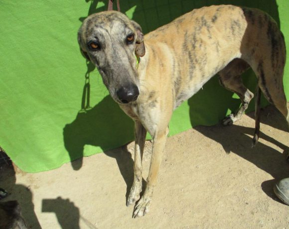 Triana adoptée 30.09.17