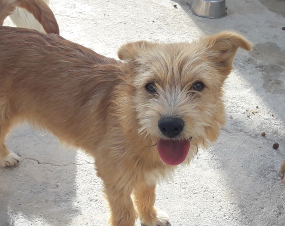 Blondy adopté 22.07.17