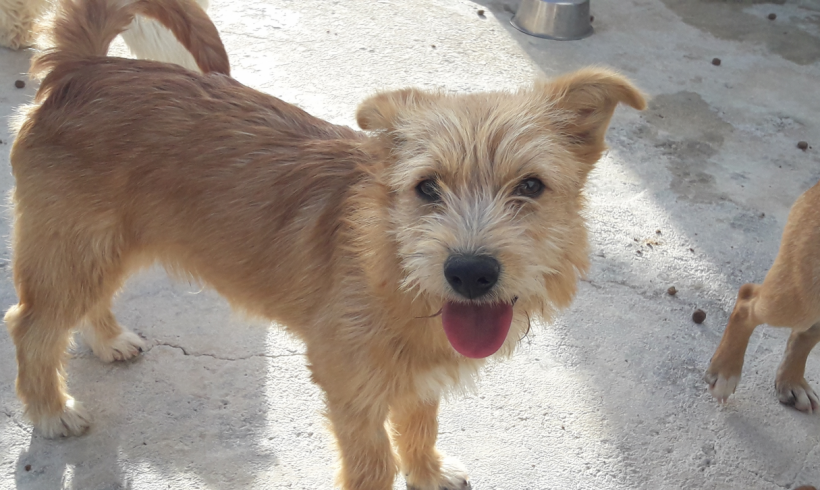 Blondy adopté 22.07.17 Blondy adopté 22.07.17