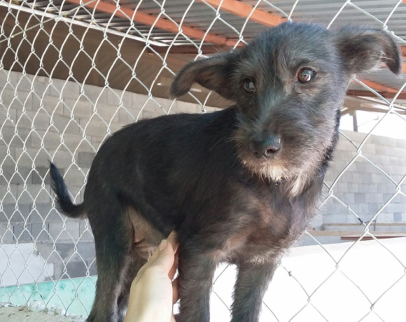 Bubu  adopté 30.09.17