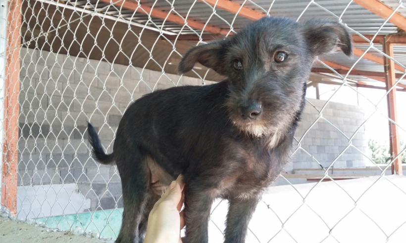 Bubu adopté 30.09.17 Bubu adopté 30.09.17