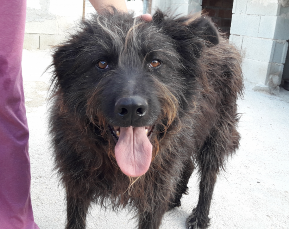 Chetos adopté 02.12.17