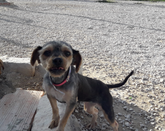 Fluffy-Cookie adoptée 22.07.17