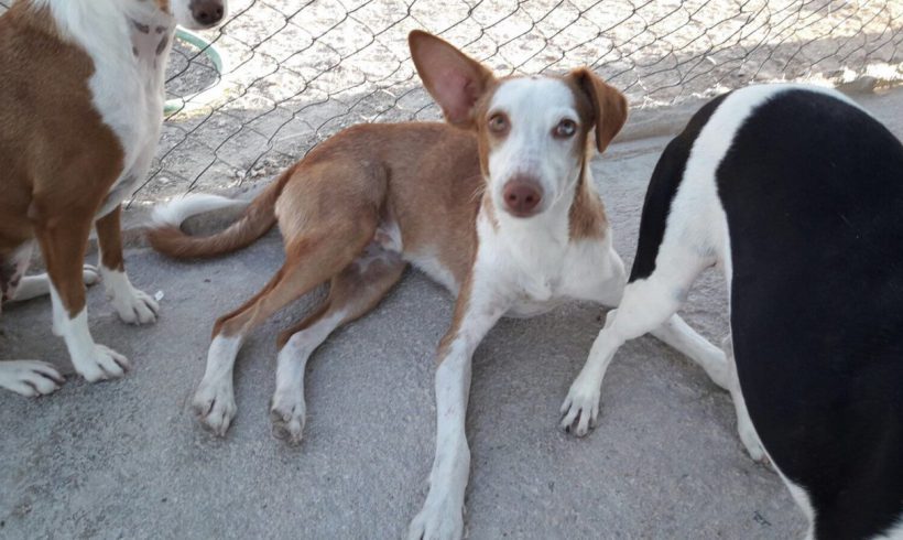 Kiku adopté 16.02.18 Kiku adopté 16.02.18