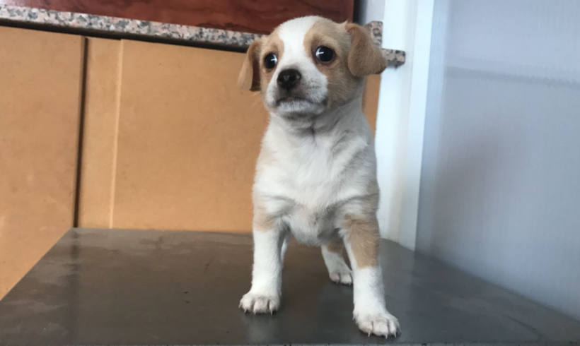 Logan adopté 22.07.17