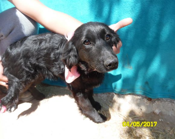 Melle adoptée 30.09.17
