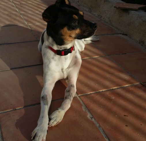 Mojito adopté 22.07.17 Mojito adopté 22.07.17
