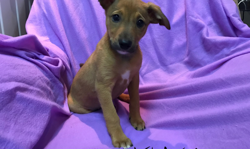 Susa-Xuxa adoptée 22.07.17 Susa-Xuxa adoptée 22.07.17