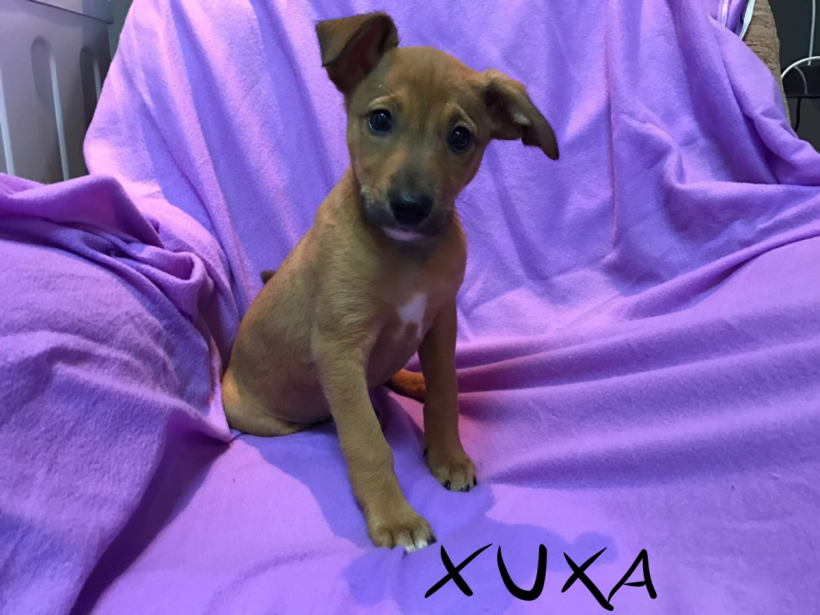 Susa-Xuxa adoptée 22.07.17