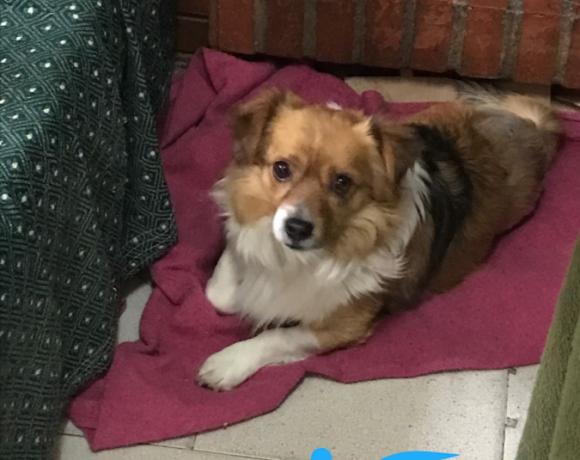Tango adopté 14.10.2017