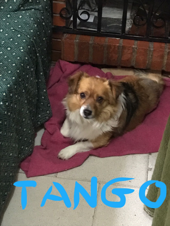 Tango adopté 14.10.2017