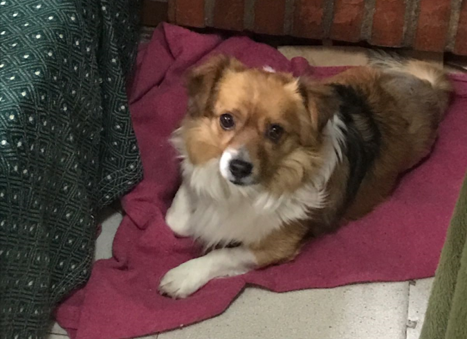Tango adopté 14.10.2017 Tango adopté 14.10.2017