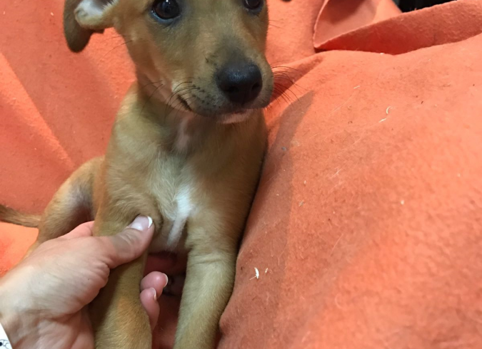 Torete adopté 22.07.17 Torete adopté 22.07.17
