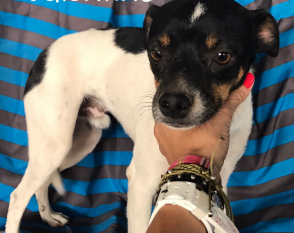 Valentino adopté 07.01.18