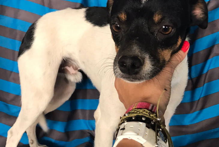 Valentino adopté 07.01.18 Valentino adopté 07.01.18