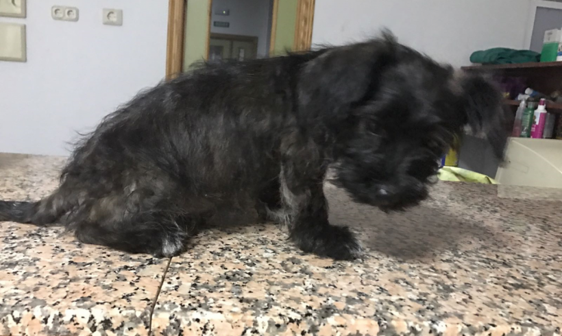 Waky adopté 22.07.17 Waky adopté 22.07.17