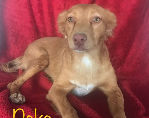 Peka adoptée 02.12.2017