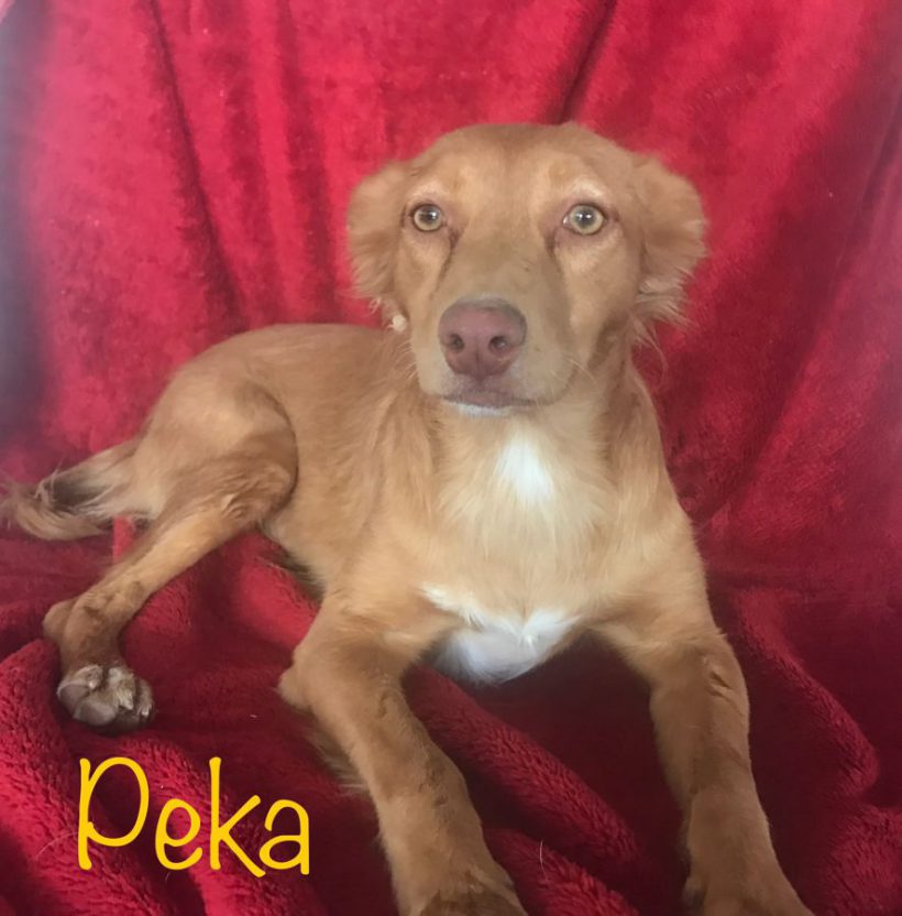 Peka adoptée 02.12.2017
