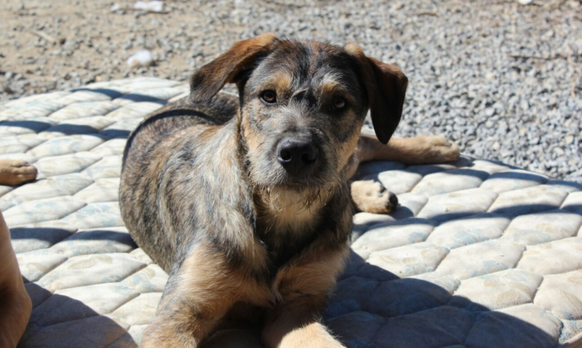 Annibal-Hannibal adopté 30.09.17 Annibal-Hannibal adopté 30.09.17