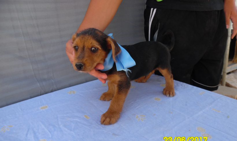 Berti-Samy adopté 30.09.17 Berti-Samy adopté 30.09.17
