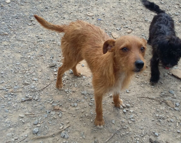 Beto adopté 30.09.17