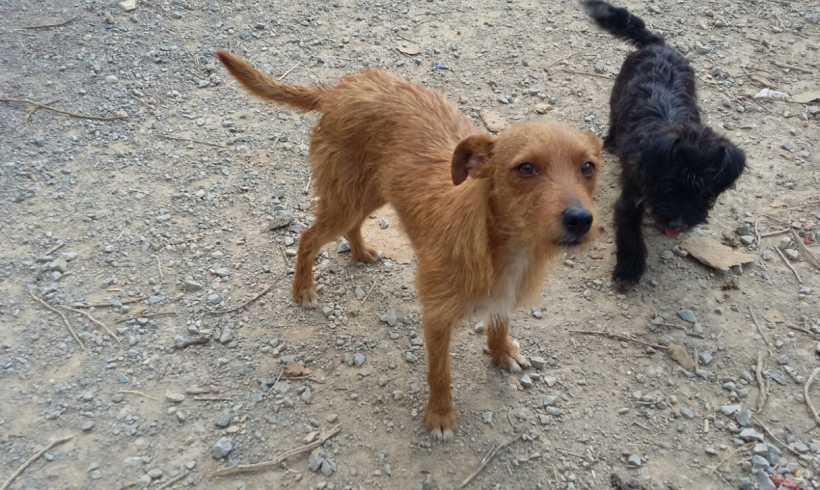 Beto adopté 30.09.17 Beto adopté 30.09.17