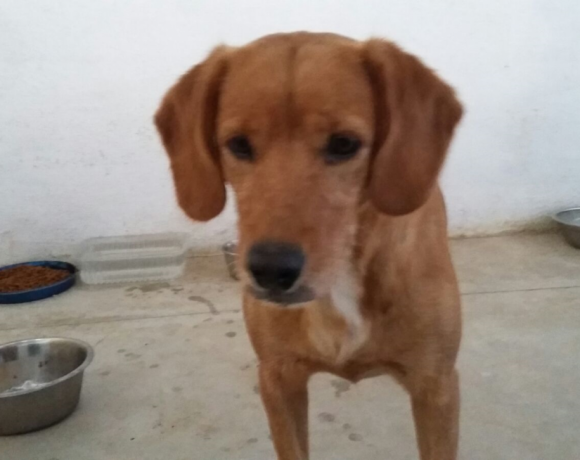 Bimba adoptée 14.03.18