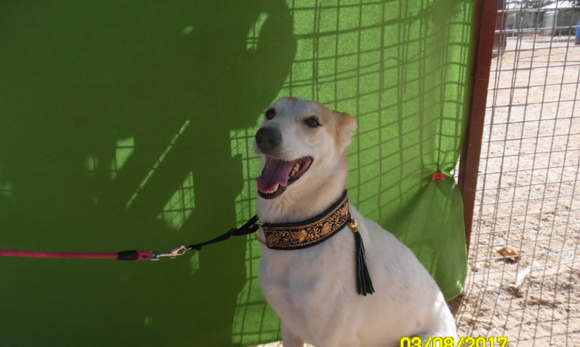 Chester adopté 22.06.19 Chester adopté 22.06.19