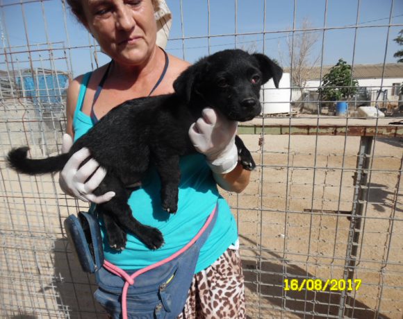 Chiqui adopté 30.09.17