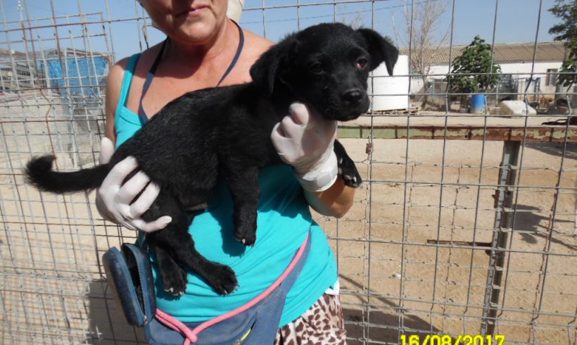 Chiqui adopté 30.09.17 Chiqui adopté 30.09.17