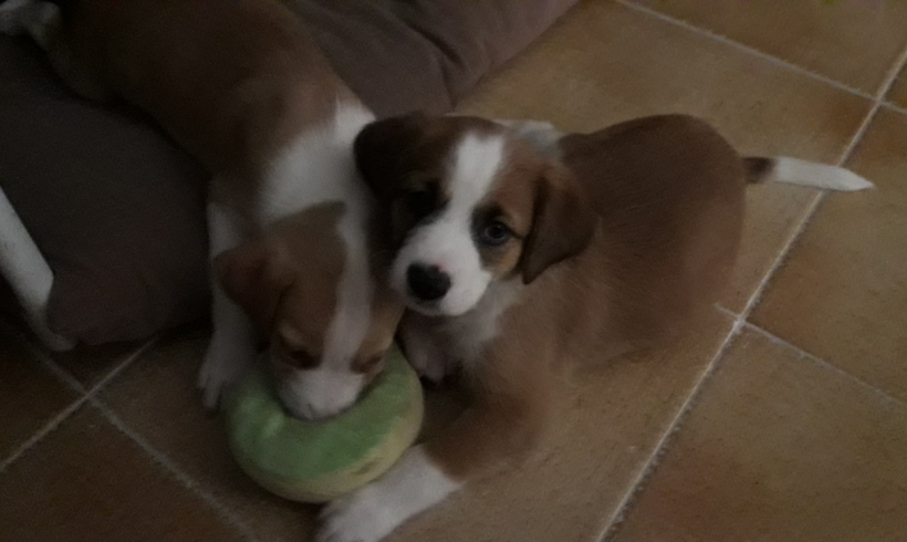 Elia adoptée 30.09.17 Elia adoptée 30.09.17