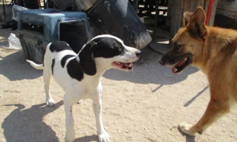Jimena adoptée 02.12.17 Jimena adoptée 02.12.17