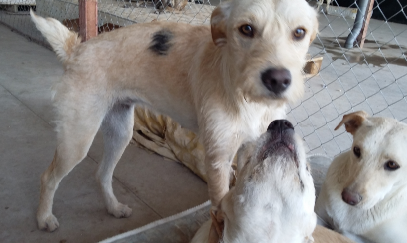 Manchita adoptée 28.04.18 Manchita adoptée 28.04.18