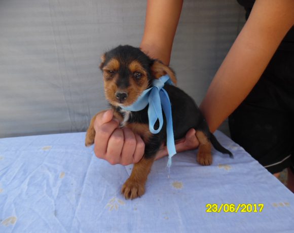 Max adopté 30.09.17