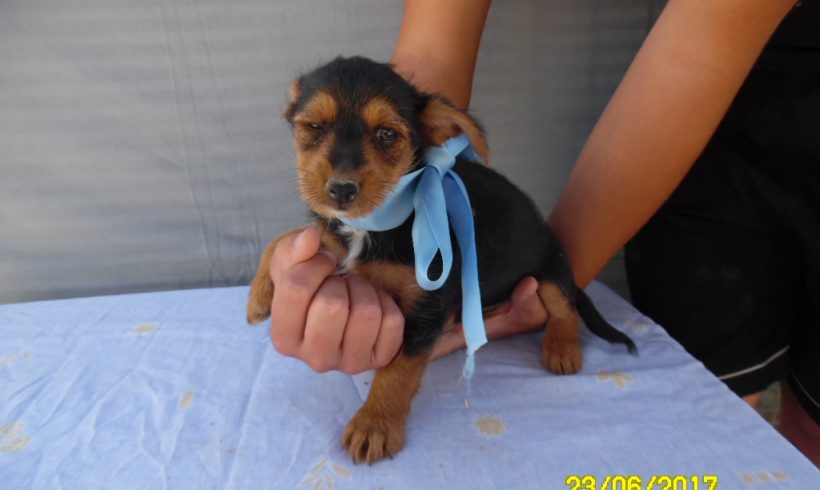 Max adopté 30.09.17 Max adopté 30.09.17