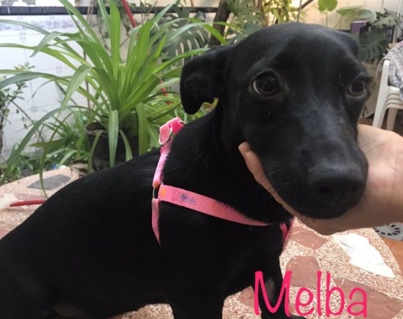 Melba adoptée 07.07.2018