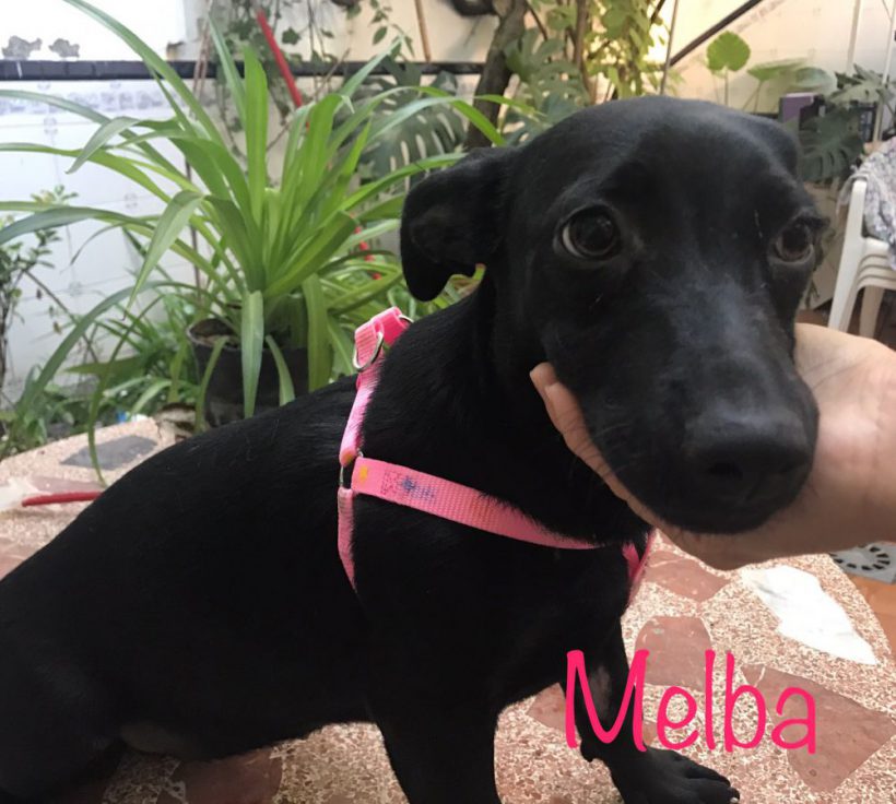Melba adoptée 07.07.2018