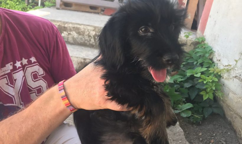 Morfeo adopté 30.09.17 Morfeo adopté 30.09.17