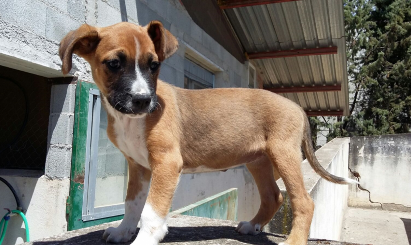 Natacha-Naya adoptée 30.09.17 Natacha-Naya adoptée 30.09.17