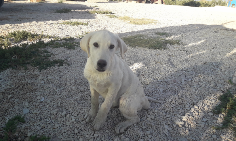 Nino adopté 30.09.17 Nino adopté 30.09.17